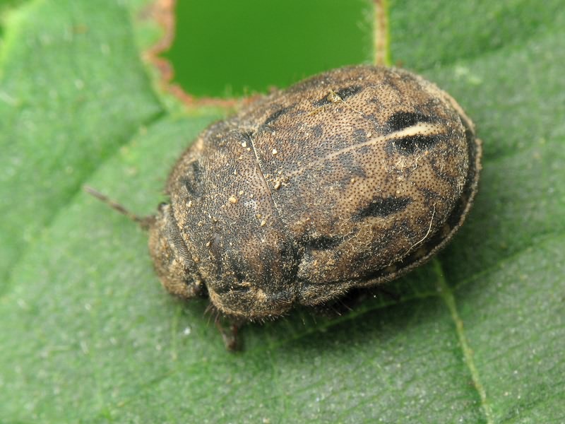Odontoscelis (Odontoscelis) fuliginosa (Linnaeus, 1761)